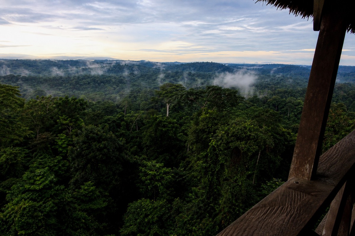 The Peruvian Amazon rainforest canopy, which stays green across all Peru travel seasons
