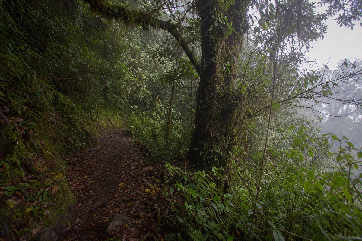 Cloud forest on the Salkantay route with mist over the mountains, an Amazon packing list worthy scene