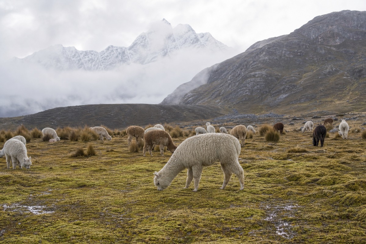 Alpacas grazing on high Andean grassland, a reminder that what to pack for Peru includes warm layers