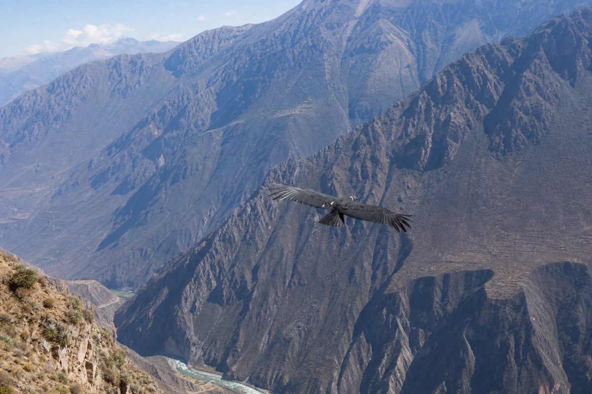 An Andean condor in flight over Peruvian mountains, a sight worth noting on any Peru packing list